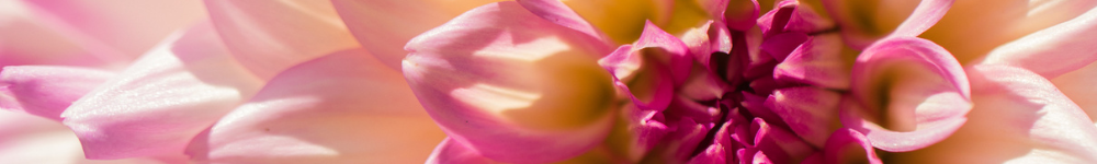 Beans & Bulbs Beans & Bulbs